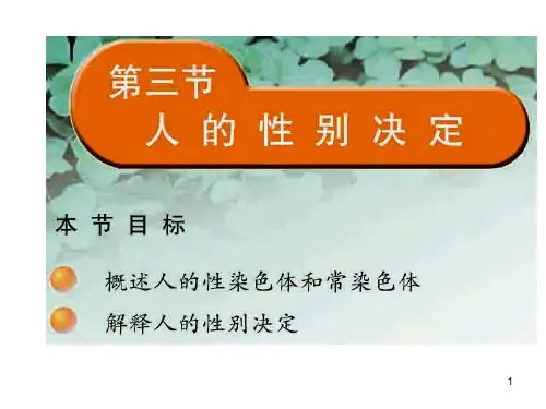 人的性别决定PPT课件