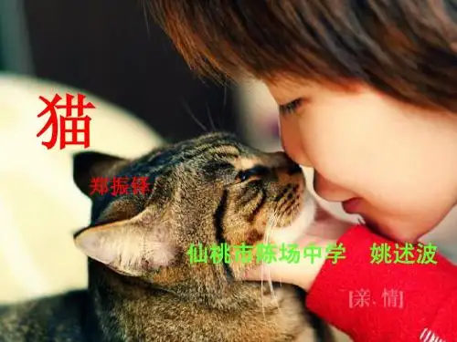 姚述波--猫