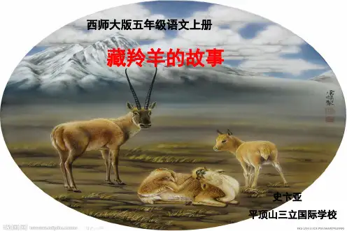 藏羚羊的故事