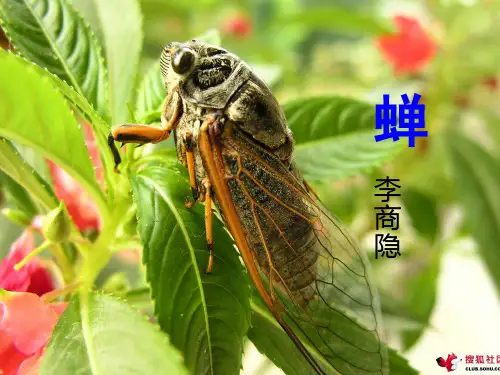 《蝉》