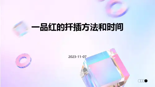 一品红的扦插方法和时间