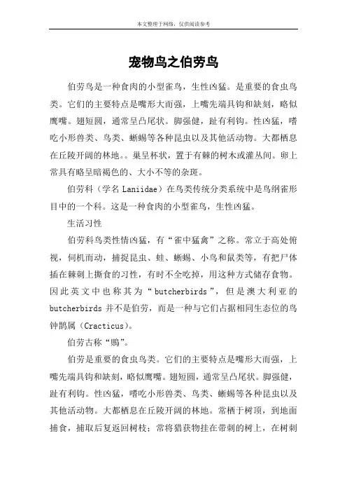 宠物鸟之伯劳鸟