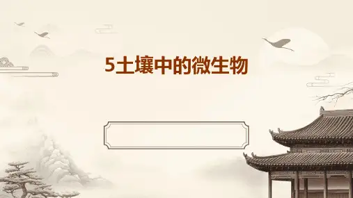 20245土壤中的微生物