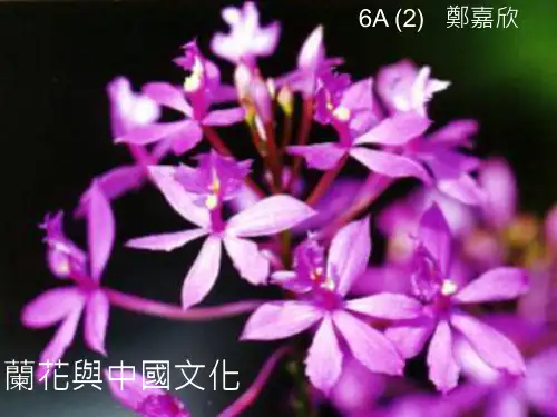 兰花与中国文化
