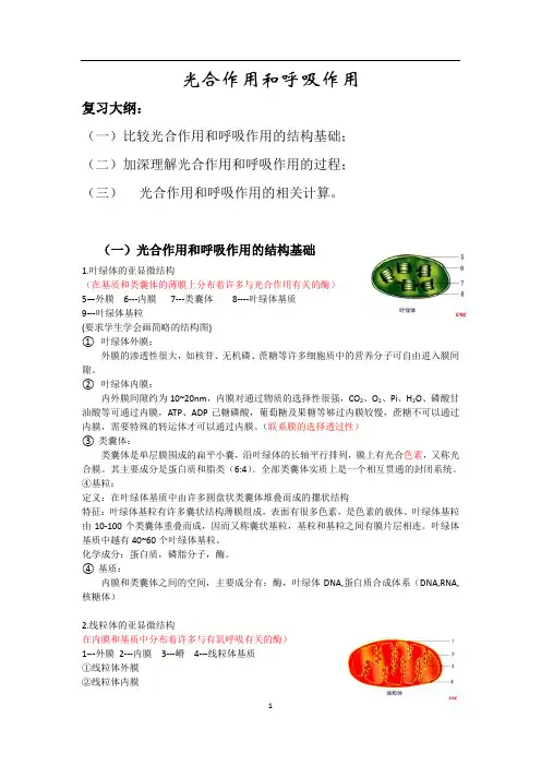 光合作用和呼吸作用(讲义)及其知识点