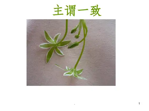 主谓一致公开课完整PPT课件