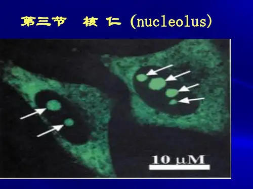 核仁