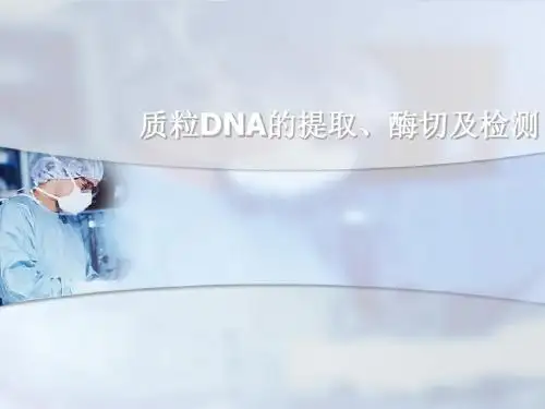 质粒DNA的提取、酶切及检测ppt课件