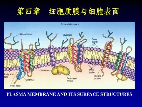 细胞生物学-5细胞膜与细胞表面