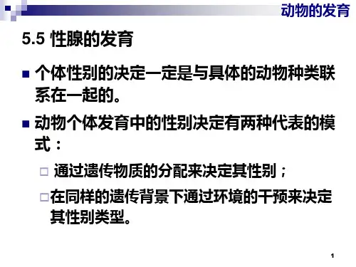 性腺的发育PPT课件