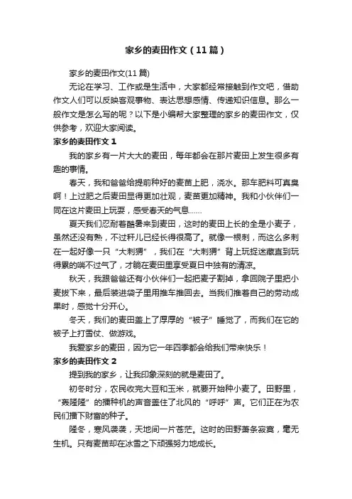 家乡的麦田作文（11篇）
