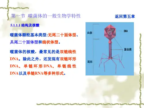 噬菌体和粘粒载体