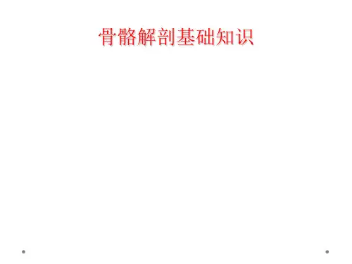 骨骼解剖基础知识
