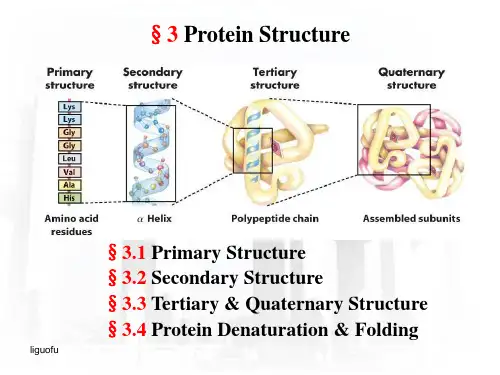 §3 蛋白质结构Protein Structure