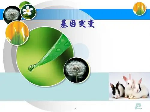 基因突变(公开课)