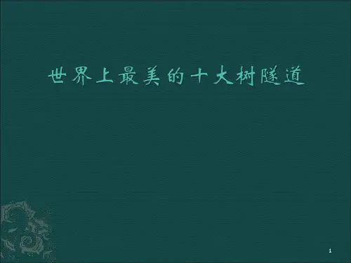 世界上最美的树隧道