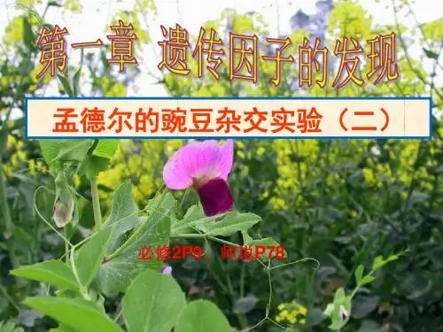 孟德尔的豌豆杂交实验(二)(高三一轮复习)