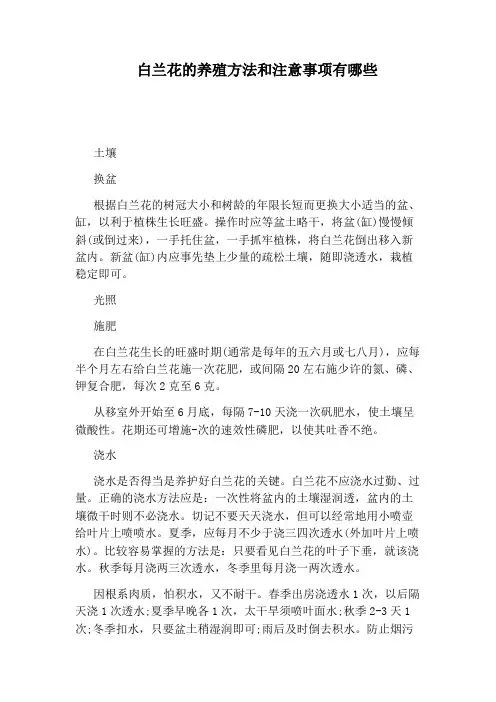 白兰花的养殖方法和注意事项有哪些
