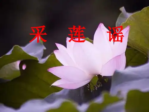 五年级音乐上册第2课采莲谣花城