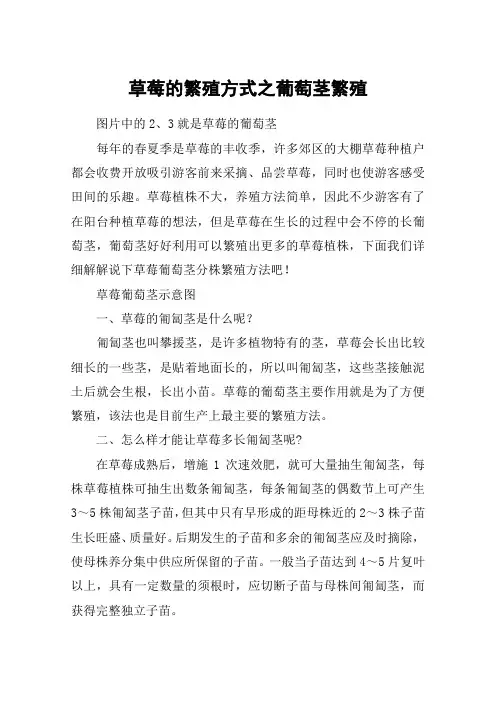 草莓的繁殖方式之葡萄茎繁殖
