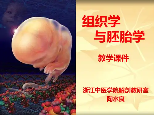软骨与骨