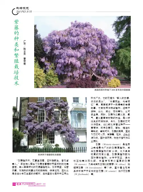 紫藤的种类和繁殖栽培技术