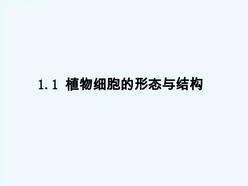 植物细胞的形态结构