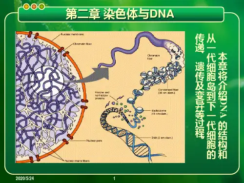分子生物学第二章