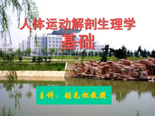 人体运动解剖生理学基础