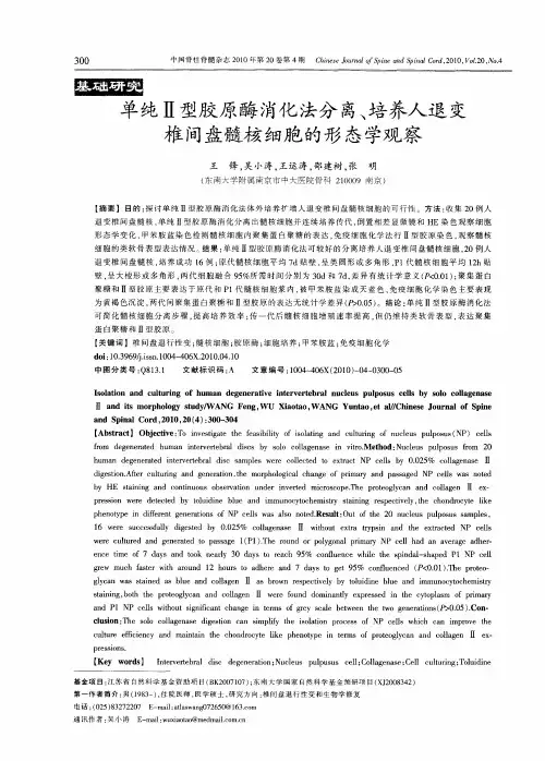 单纯Ⅱ型胶原酶消化法分离、培养人退变椎间盘髓核细胞的形态学观察