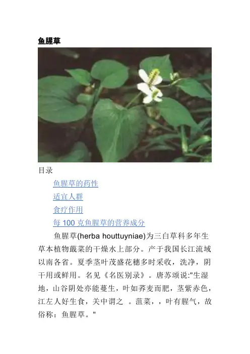 鱼腥草