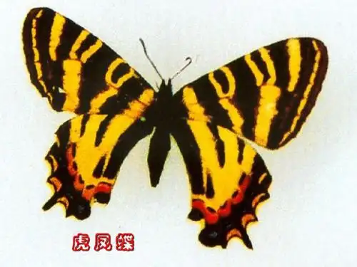 蝴蝶效应