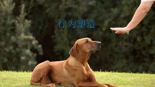 行为塑造——心理学小知识
