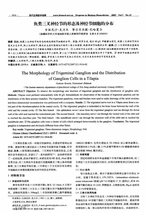 2007-鱼类三叉神经节的形态及神经节细胞的分布