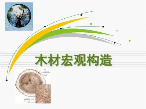 木材宏观构造