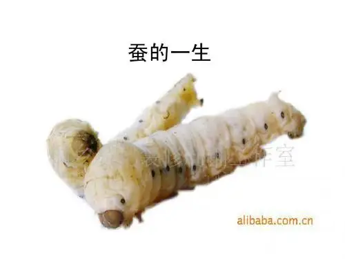 蚕的一生