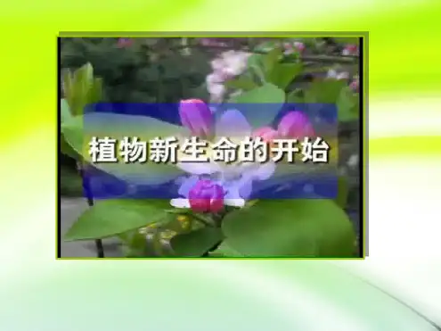 三年级下册科学《种植我们的植物》教学设计精品课件