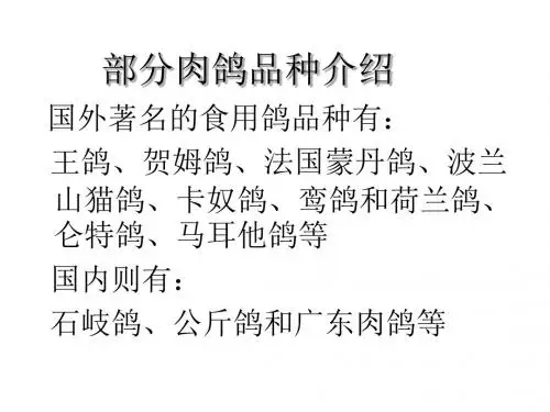 部分肉鸽品种