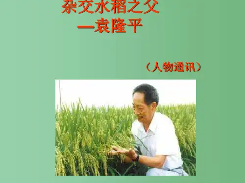 八年级语文上册 8《杂交水稻之父—袁隆平》课件 语文版