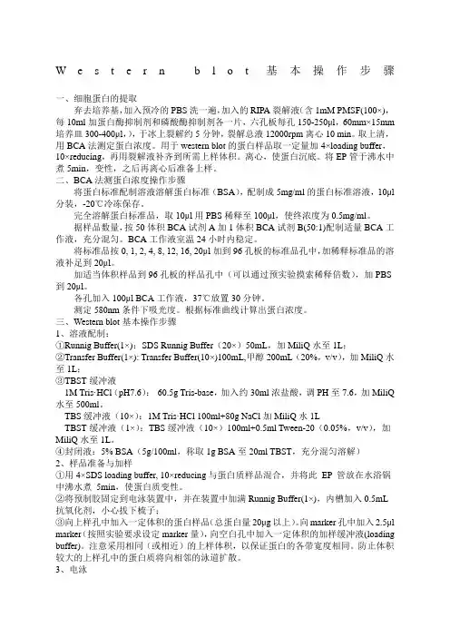 Westernblot基本操作步骤