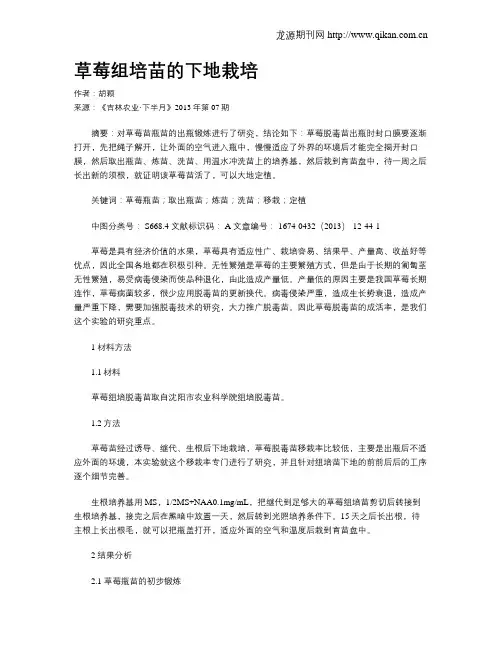 草莓组培苗的下地栽培