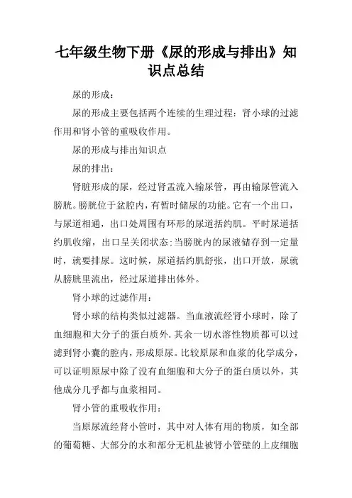 七年级生物下册《尿的形成与排出》知识点总结