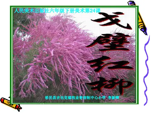 美术《戈壁红柳》吉镇李新辉