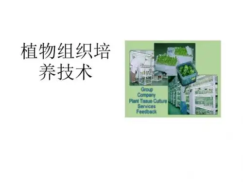 生物：3.1《菊花的组织培养》课件新人教版选修1