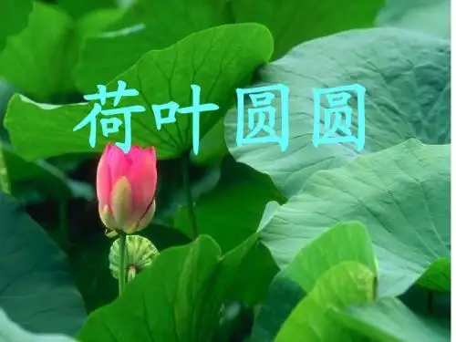 荷叶圆圆1