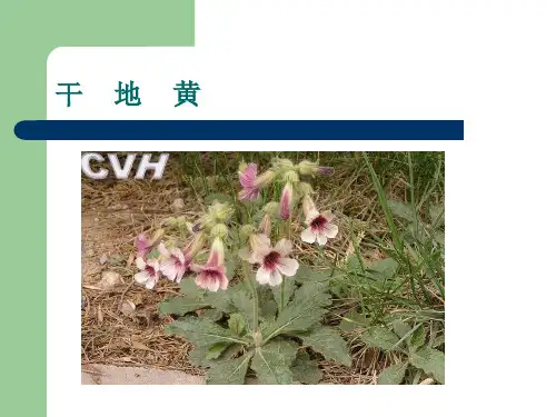 常见中药减肥  《中药减肥》教学课件