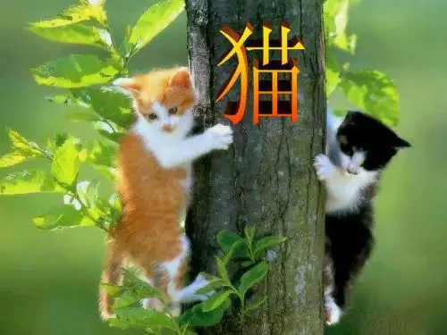 猫