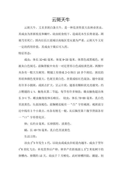 云斑天牛