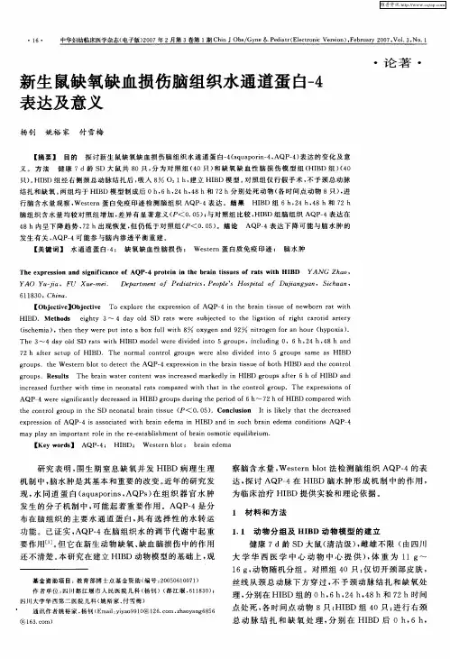 新生鼠缺氧缺血损伤脑组织水通道蛋白-4表达及意义