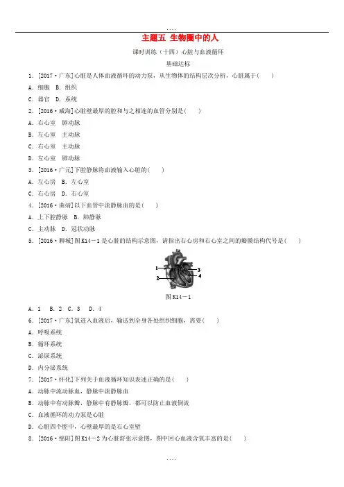 生物中考复习(14)心脏与血液循环作业手册(含答案)